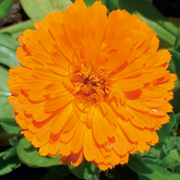 Calendula officinalis - Ringelblume - bei Hauteiterungen und schlecht heilende Wundenm enthalten in metaesthetix