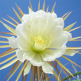 Cactus - Königin der Nacht - bei organischen und funktionellen Herzkrankheiten und Gefäßverkalkung, enthalten in  metarubini N