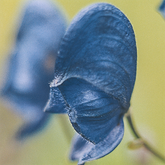 Aconitum napellus - Blauer Eisenhut, Sturmhut - bei hochakuten entzündlichen Erkrankungen , enthalten in metavirulent®, metavirulent® Inj. und metaglobiflu Erkältungsglobuli
