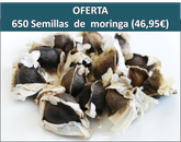#semillasdeMoringa, cultivar semillas de moringa, como se consumen las semillas de moringa? Usos de las semillas de moringa, cultivar la moringa, cuanto produce la moringa en 1 hectárea? es rentable el cultivo de la moringa? comprar semillas, comprar,