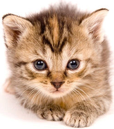 PROBIERSET KATZE