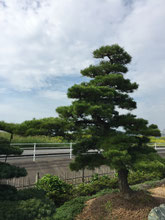 和庭によく合う木 佐賀の外構工事専門店 エクステリア ガーデン 緑木midorigi