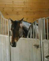 Pferd Cushing Syndrom im Stall