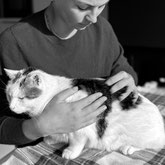 osteopathe animalier chat bordeaux