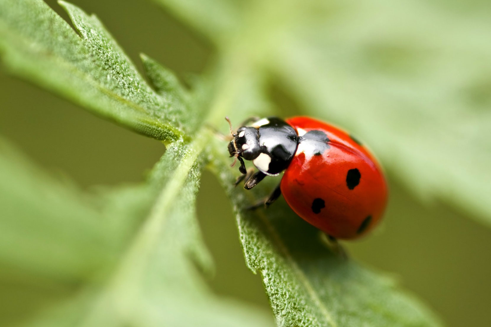 Comment Dit On Coccinelle En Anglais