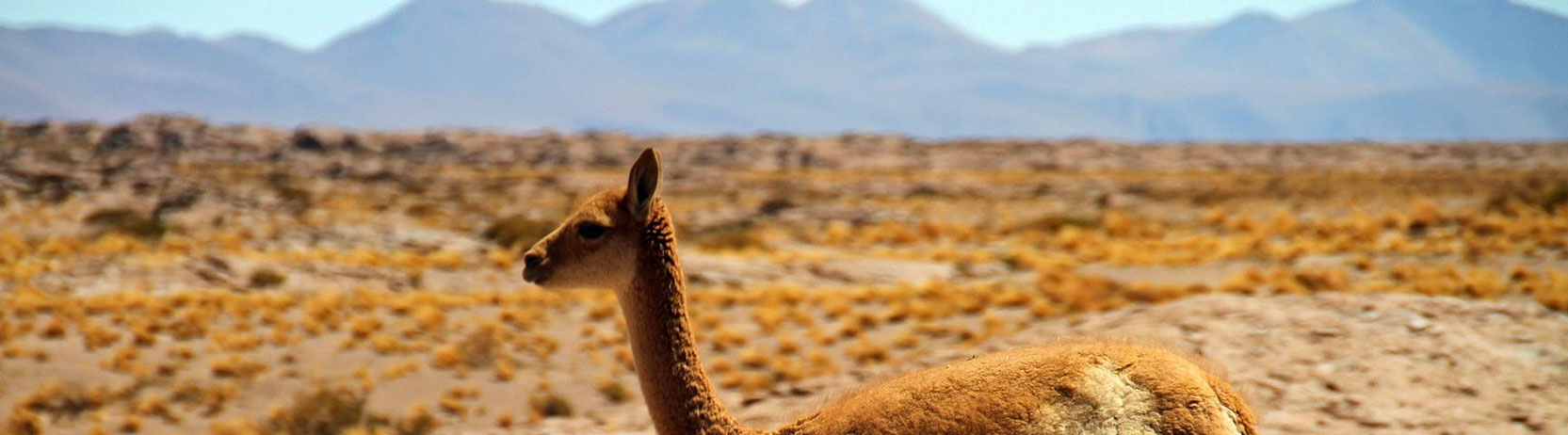 Chile Up-Close