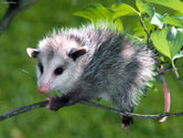 opposum virginie animaux canada