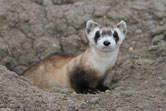 putois a pieds noirs mustelides amerique du nord canada quebec