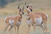 pronghorn animaux canada