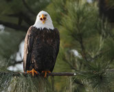 pyguargue a tete blanche animaux canada aigle americain