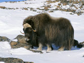 boeuf musque animaux canada