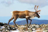 caribou animaux canada quebec