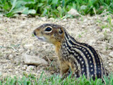 spermophile raye animaux canada