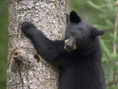 ours noir baribal animaux canada