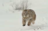 lynx roux animaux canada