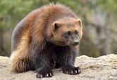 carcajou wolverine animaux quebec canada