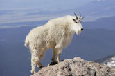 chevre montagnes rocheuses animaux canada