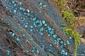 Chlorociboria aeruginosa - Pézize bleu vert