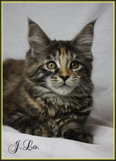 Maine Coon Katze black torbie