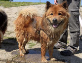 Ronja nach dem Baden im Fluss