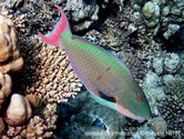 Poisson massif, couleurs vives, bleu-vert, rose fushia, queue 