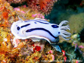 Nudibranche, corps blanc bleuté, ligne bleu foncé , ligne discontinue bleu foncé, panache branchial et rhinophores grisâtres mouchetés blanc