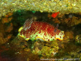 nudibranche, rouge bordeaux, papilles, blanches, bordure, liseré jaune 