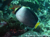poisson, comprimé, blanc, gris, noir, museau et queue jaune, tête, bande noire verticale
