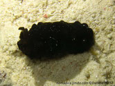 Nudibranche, couleur variable sombre, clusters blancs, manteau bordure ondulée