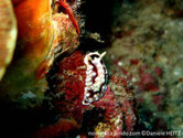 nudibranche