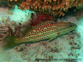 poisson, lignes, horizontales, points rouges