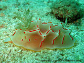 nudibranche