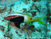 poisson, allongé, corps bicolore, brun rougeâtre, jaune, 2 bandes blanches horizontales, arrière corps, tache noire