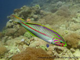 poisson, rayé, couleurs vives