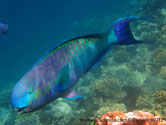 poisson, front bombé, bleu