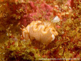 Nudibranche, roux, taches blanches, bordure blanche bord roux externe