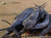 poisson, bec court,rond, nageoires pectorales,  arquées