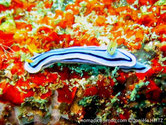Nudibranche, bleuté, ligne continue bleu foncé, ligne médiane bleu foncé, rhinophores et panache branchial jaune orangé à rose