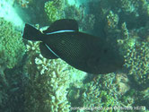 poisson ovale, noir, traits blancs