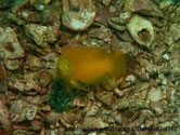 Poisson, corps allongé, adulte brun, juvénile jaune vif