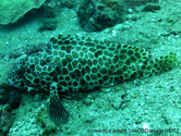 poisson, taches, brunes, hexagonales