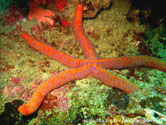 étoile de mer, jaune à orangé, bras, cylindriques, grosseur constante. plaques sur côté, plus foncées