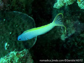 poisson, allongé, fin, bleu, jaune, oeil,  ligne noire oblique 