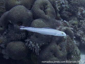 poisson, long, blanc, queue, drapeau