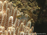 poisson, allongé, blanc , bandes noires, pédoncule caudal pointillés noirs, tête teintée jaune