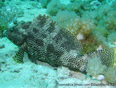 poisson, marbré, points noirs