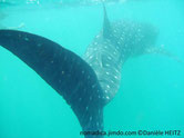 requin, gris, taches, blanches