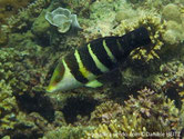 poisson, noir, bandes, jaunes