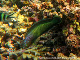poisson, longue nageoire dorsale