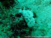 nudibranche